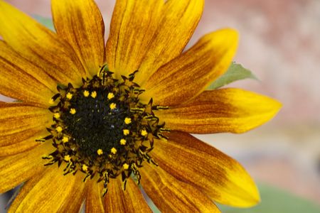 Background with detail of sunflowerの写真素材