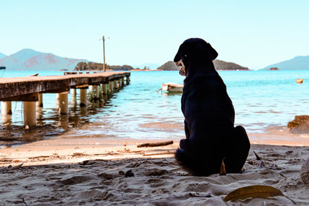 Dog relaxing on the beach and looking to the ocean.の写真素材