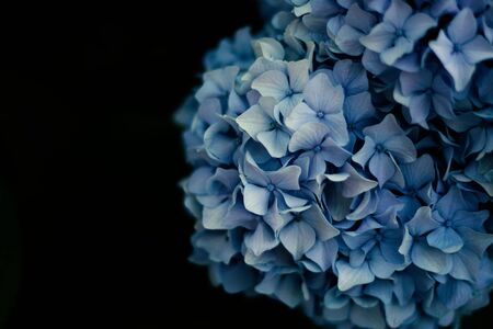 hydrangeaの写真素材