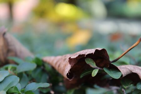 dead leafの写真素材