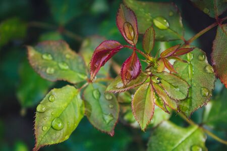 drop of water on leavesの写真素材