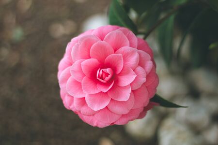 pink hydrangeaの写真素材