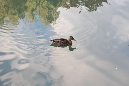duckの写真素材