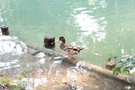 duckの写真素材