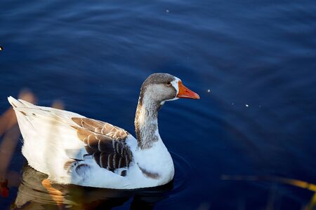 Greylag geese swim on the lakeの写真素材