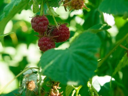Ripe and unripe tasty raspberries, delicious natural fruit. Selective focus, close up, blurry backgroundの写真素材