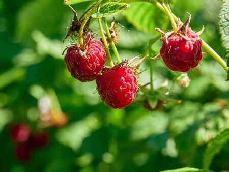 Ripe and tasty raspberries, delicious natural fruit. Selective focus, close up, blurry backgroundの写真素材