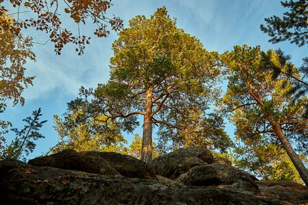 Pine forest grows on bare stones. Rocks are made up of horizontal layers.