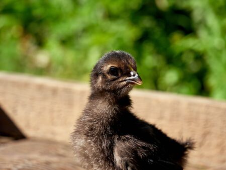 little black chick against green background