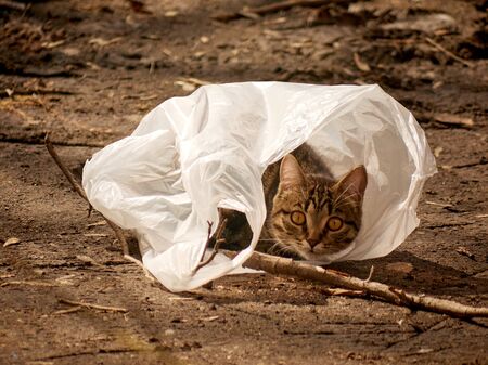 homeless gray striped kitten sitting in a white bag on the streetの写真素材