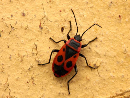 Pyrrhocoris apterus walks on a wall