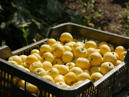Fresh healthy yellow apples are stored in a plastic box.の写真素材