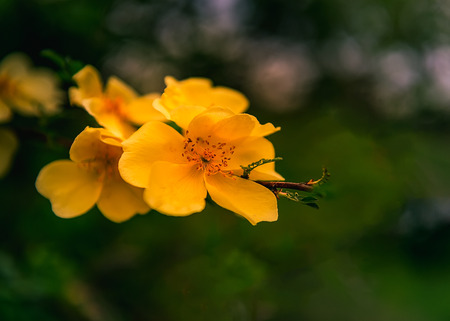 Yellow Rose close up viewの写真素材
