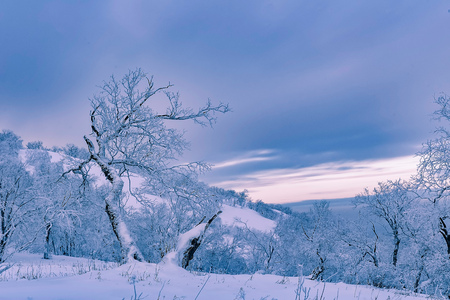 Winter sceneryの写真素材