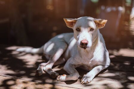 A stray dog, alone life waiting for food. Abandoned homeless stray dog is lying in the street. Little sad abandoned dog on footpath.の写真素材