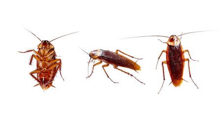 Set of cockroaches thailand isolated on white background. Top view, Bottom view and Side view of cockroaches.の写真素材