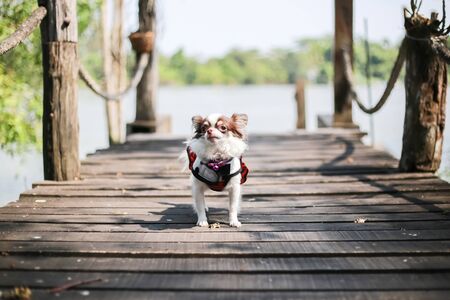 Chihuahua dog, It doubt, chocolate and white color dog, put the purple small bell, it wear a white and black shirt,  red and black skirt on the Wood bridge near the river. It walk on the wood bridge.の写真素材