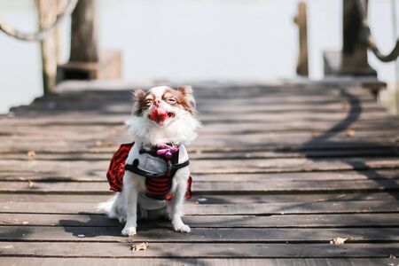 It's smile, It's happy, Chihuahua dog, chocolate and white color dog, put the purple small bell, it wear a white and black shirt,  red and black skirt on the Wood bridge near the river.の写真素材