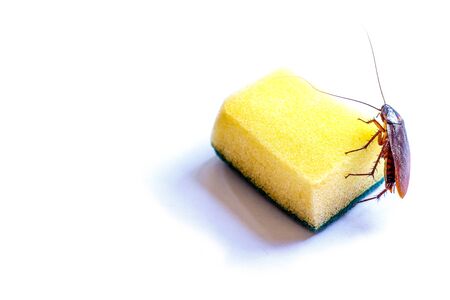 Close up a cockroach thailand on sponge isolated white background, Useless animals concepts, copy...