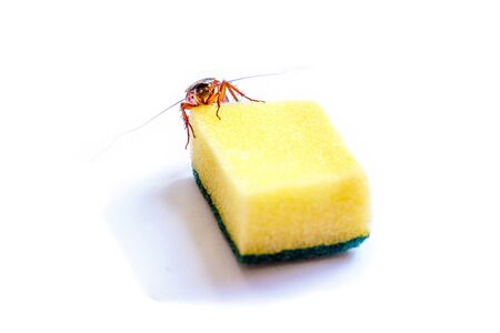 Close up a cockroach thailand on sponge isolated white background, Useless animals concepts, copy...