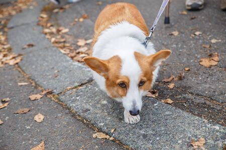 Welsh Corgi dog walking on the street. The animal walking near feet of owner man background of outdoor.の写真素材