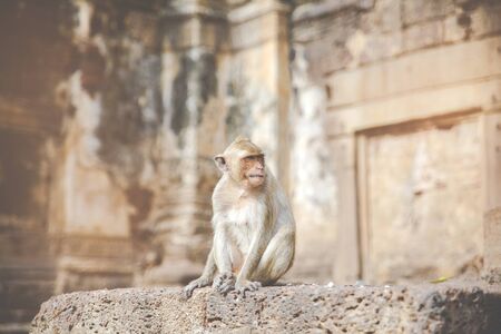 A Monkey sitting on the brick wall in Thailand.