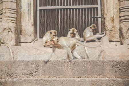 Monkey family on the old brick wall in Thailand.