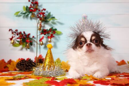 Adorable chihuahua dog wearing a New Year conical hat with maple leaves on festive background concept. Happy New Year 2020, Merry Christmas, holidays and celebration.の写真素材