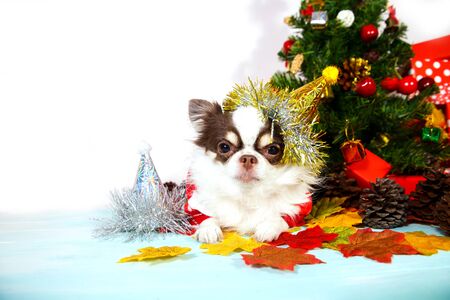 Adorable chihuahua dog wearing a New Year conical hat on festive background. Happy New Year, Merry Christmas, holidays and celebration. Copy space.の写真素材
