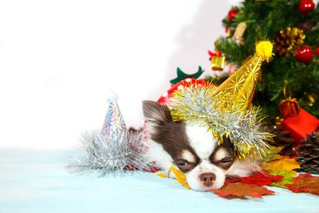 Adorable chihuahua dog wearing a New Year conical hat on festive background. Happy New Year, Merry Christmas, holidays and celebration. Copy space.の写真素材