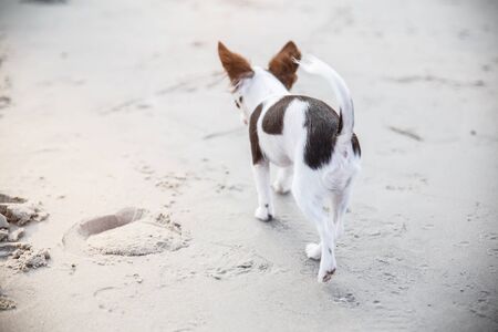 close up bottom of dog, A small dog walking and playing some sand on the beach.の写真素材