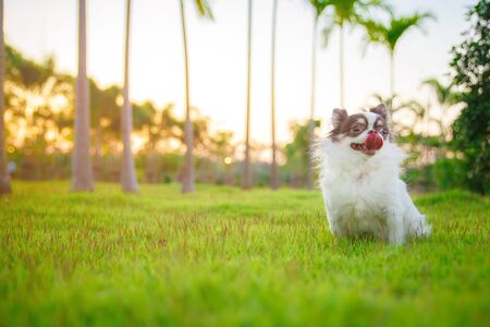 A chihuahua lying and relaxing on the grass in the garden with sunny spring day. Warm spring colors.の写真素材