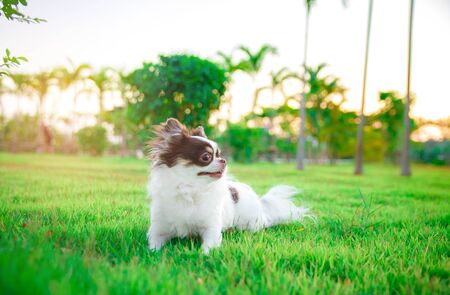 A chihuahua lying and relaxing on the grass in the garden with sunny spring day. Warm spring colors.の写真素材
