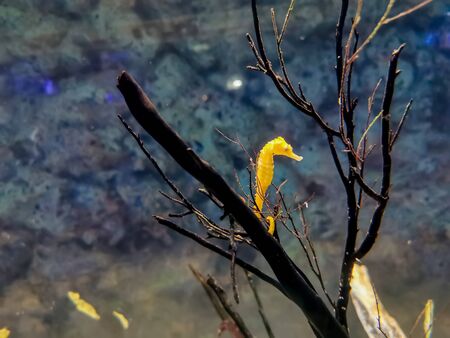 Closeup yellow seahorse swimming in water with black tree and coral reef.の写真素材