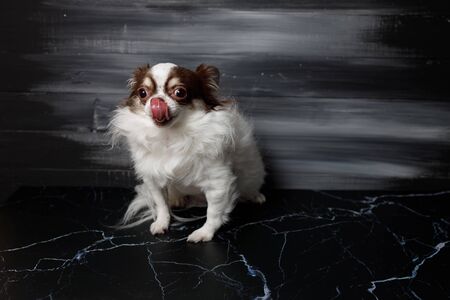 Long haired chihuahua dog closeup portrait isolated on black background. copy space.の写真素材