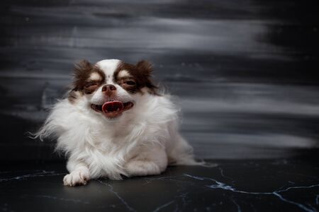 Long haired chihuahua dog closeup portrait isolated on black background. copy space.の写真素材
