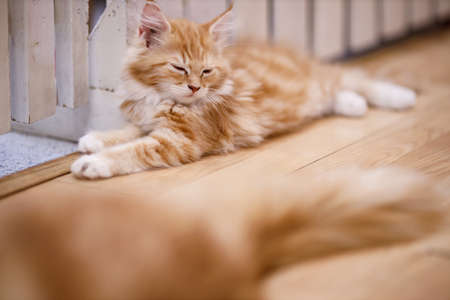 Cute tabby cat with yellow eyes and long whiskers. Close-up portrait of a beautiful cat. Relaxed...