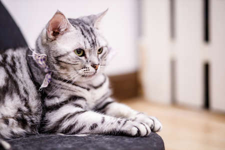 Cute tabby cat with yellow eyes and long whiskers. Close-up portrait of a beautiful cat. Relaxed domestic cat at home.の写真素材