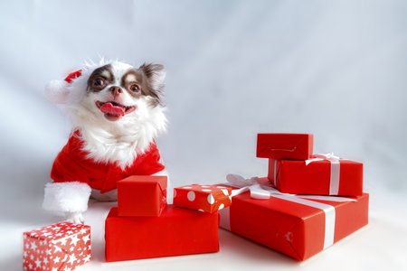 Chihuahua dog wearing a red christmas santa costume with gift box and looks at camera. isolated on white background.の写真素材