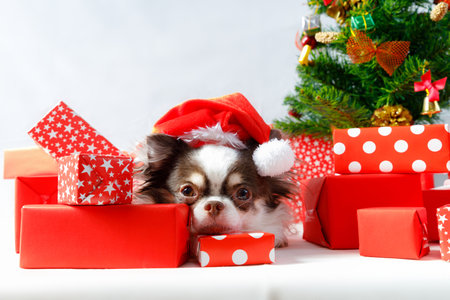 Chihuahua dog wearing a red christmas santa costume with gift box and looks at camera. isolated on white background.の写真素材
