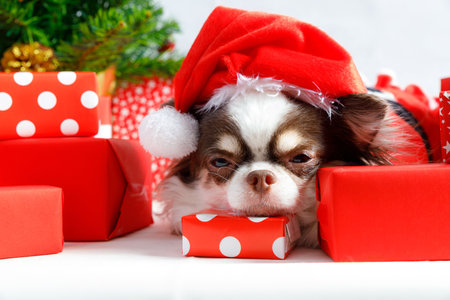 Chihuahua dog wearing a red christmas santa costume with gift box and looks at camera. isolated on white background.の写真素材