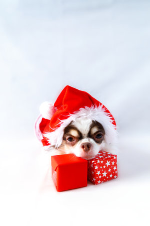 Chihuahua dog wearing a red christmas santa costume with gift box and looks at camera. isolated on white background.の写真素材