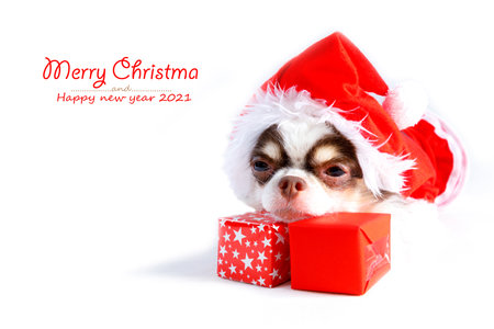 Chihuahua dog wearing a red christmas santa costume with gift box and looks at camera. isolated on white background.の写真素材