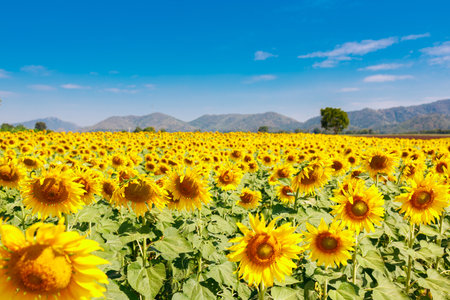 The field of blooming sunflowers on a sky blue background, Beautiful lanscepe in asia.の写真素材
