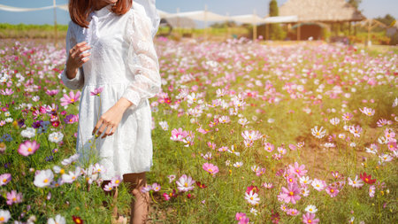 Beautiful girl in the cosmos field on a sky blue background, Beautiful lanscepe in asia.の写真素材