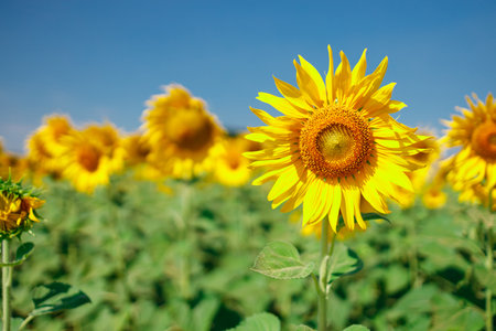 The field of blooming sunflowers on a sky blue background, Beautiful lanscepe in asia.の写真素材