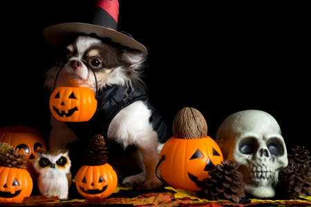 Adorable chihuahua dog wearing a Halloween witch hat and holding a pumpkin on dark background. Happy Halloween Day.の写真素材