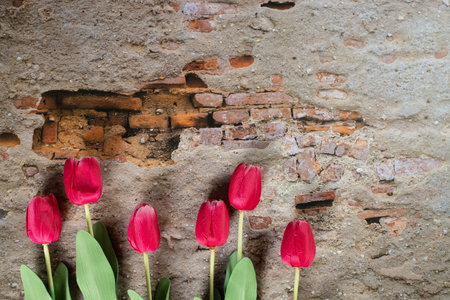 Bouquet of red and white tulips over wall background. Top view. bannerの写真素材