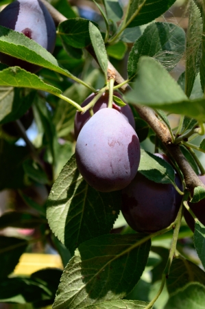 Fresh ripe blue plums on tree in summer gardenの写真素材