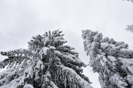 Winter landscape in the mountains with snow covered forest and blue cloudy sky